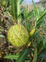 Gomphocarpus