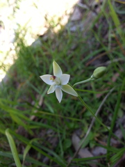 Thelymitra albiflora