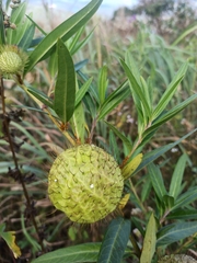 Gomphocarpus