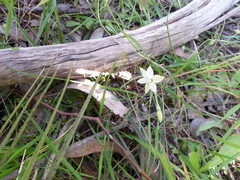 Thelymitra albiflora