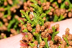 Pherosphaera hookeriana