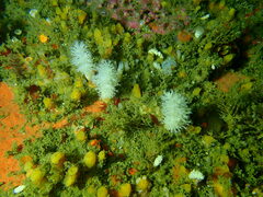 Eunephthya susanae
