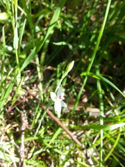 Thelymitra albiflora