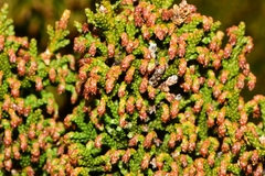 Pherosphaera hookeriana