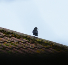 Corvus monedula