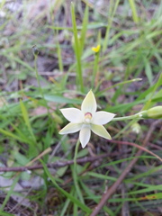 Thelymitra albiflora