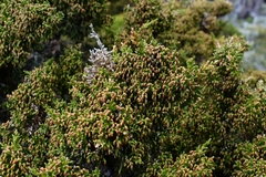 Pherosphaera hookeriana