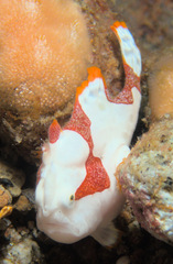 Antennarius maculatus