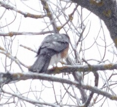 Accipiter nisus