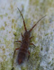 Orchesella flavescens