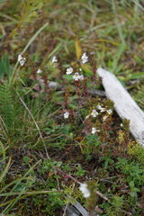 Euphrasia