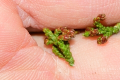 Pherosphaera hookeriana