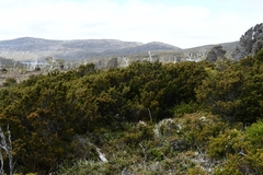 Pherosphaera hookeriana