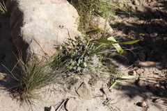 Pelargonium tabulare