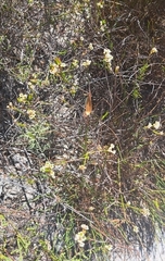 Diosma oppositifolia