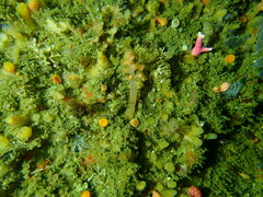 Eunephthya celata