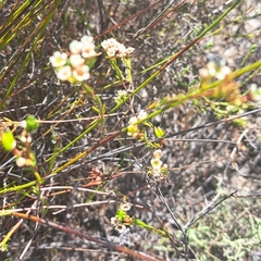 Diosma oppositifolia