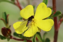 Bombyliidae