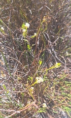 Diosma oppositifolia