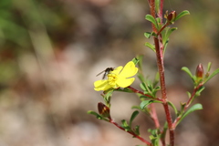Bombyliidae