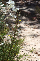 Bombyliidae