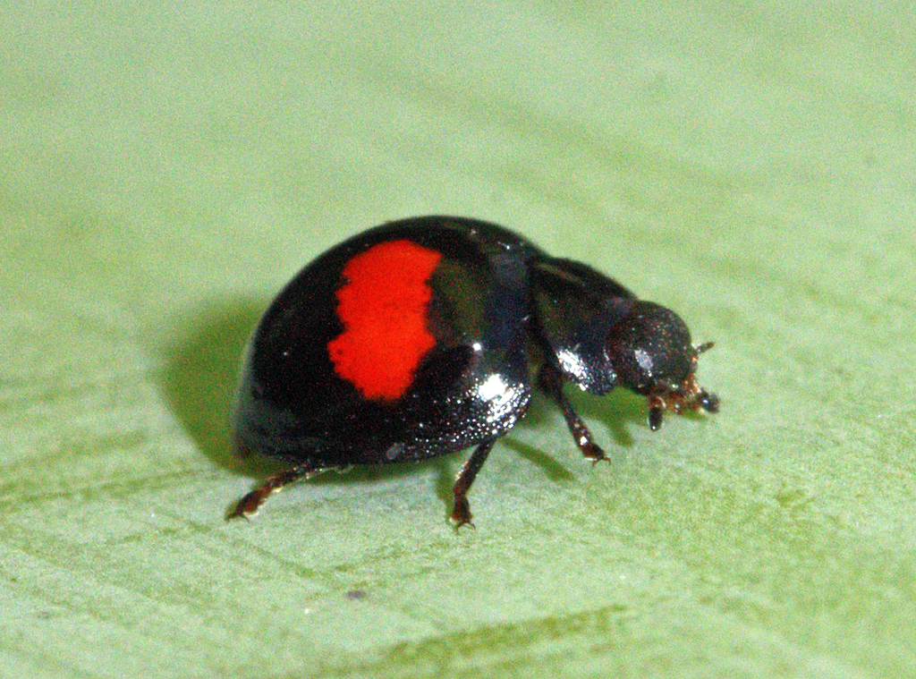 Chilocorus canariensis