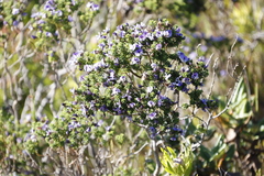 Psoralea aculeata