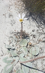 Arctotis verbascifolia