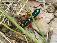 Diamma bicolor
