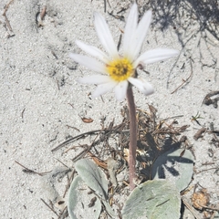 Arctotis verbascifolia