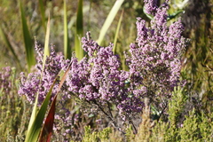 Erica hirtiflora