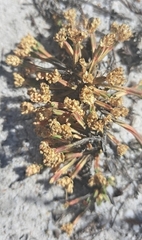 Psammotropha