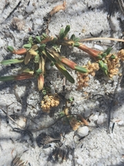 Psammotropha