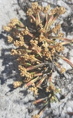 Psammotropha
