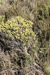 Aspalathus ericifolia