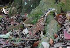 Varanus scalaris