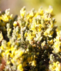 Aspalathus ericifolia