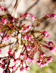 Erica spumosa