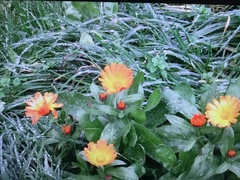 Calendula