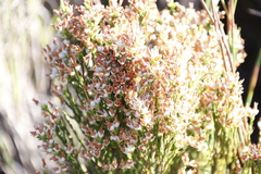 Erica lutea