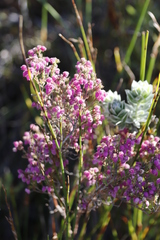 Erica hirtiflora