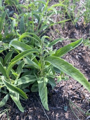 Desmodium sessilifolium
