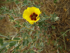 Rosa persica