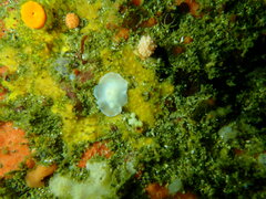 Doriopsilla capensis