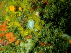 Doriopsilla capensis