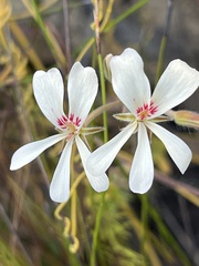 Pelargonium pinnatum