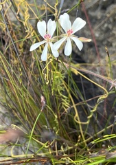Pelargonium pinnatum
