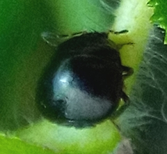 Coptosoma scutellatum