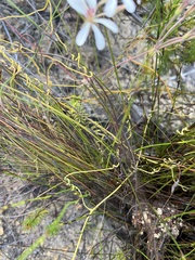 Pelargonium pinnatum
