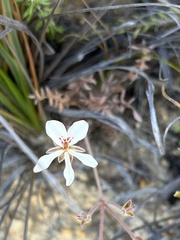 Pelargonium pinnatum